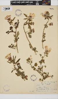 Hibiscus trionum image