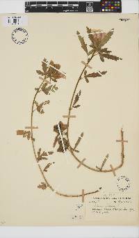 Hibiscus trionum image