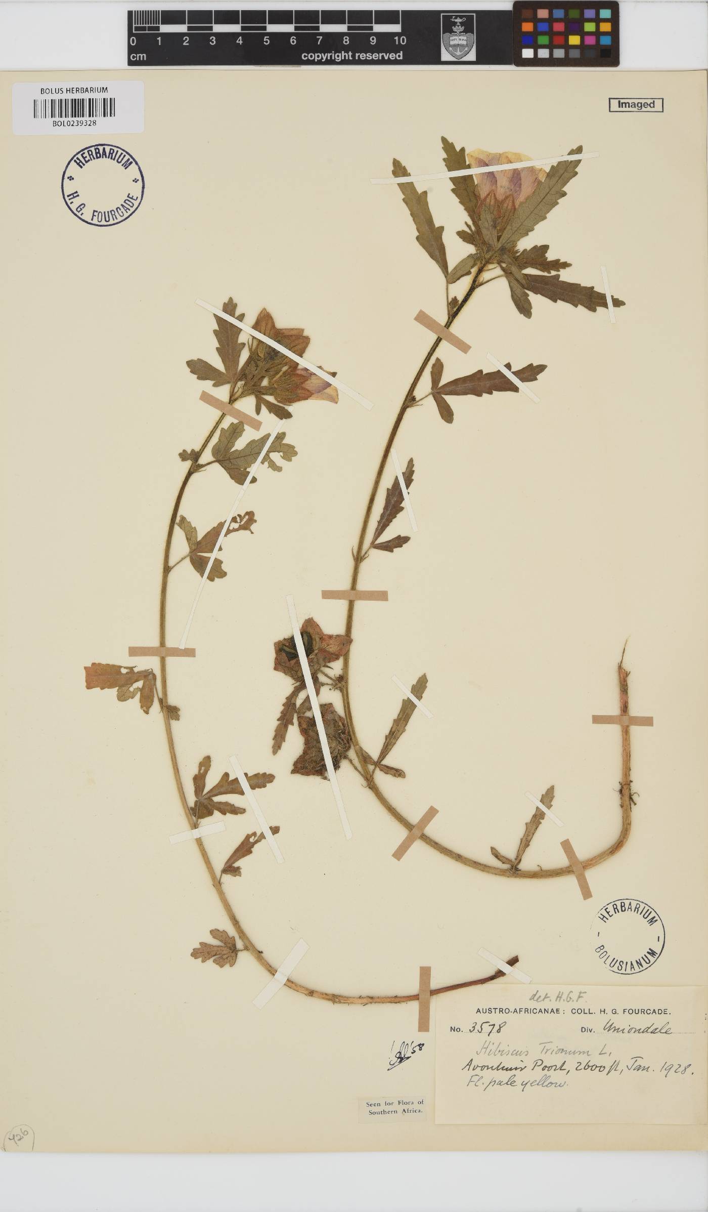 Hibiscus trionum image