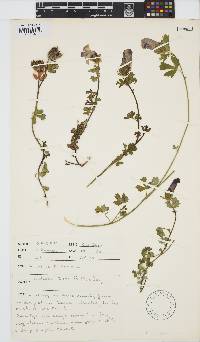 Hibiscus trionum image