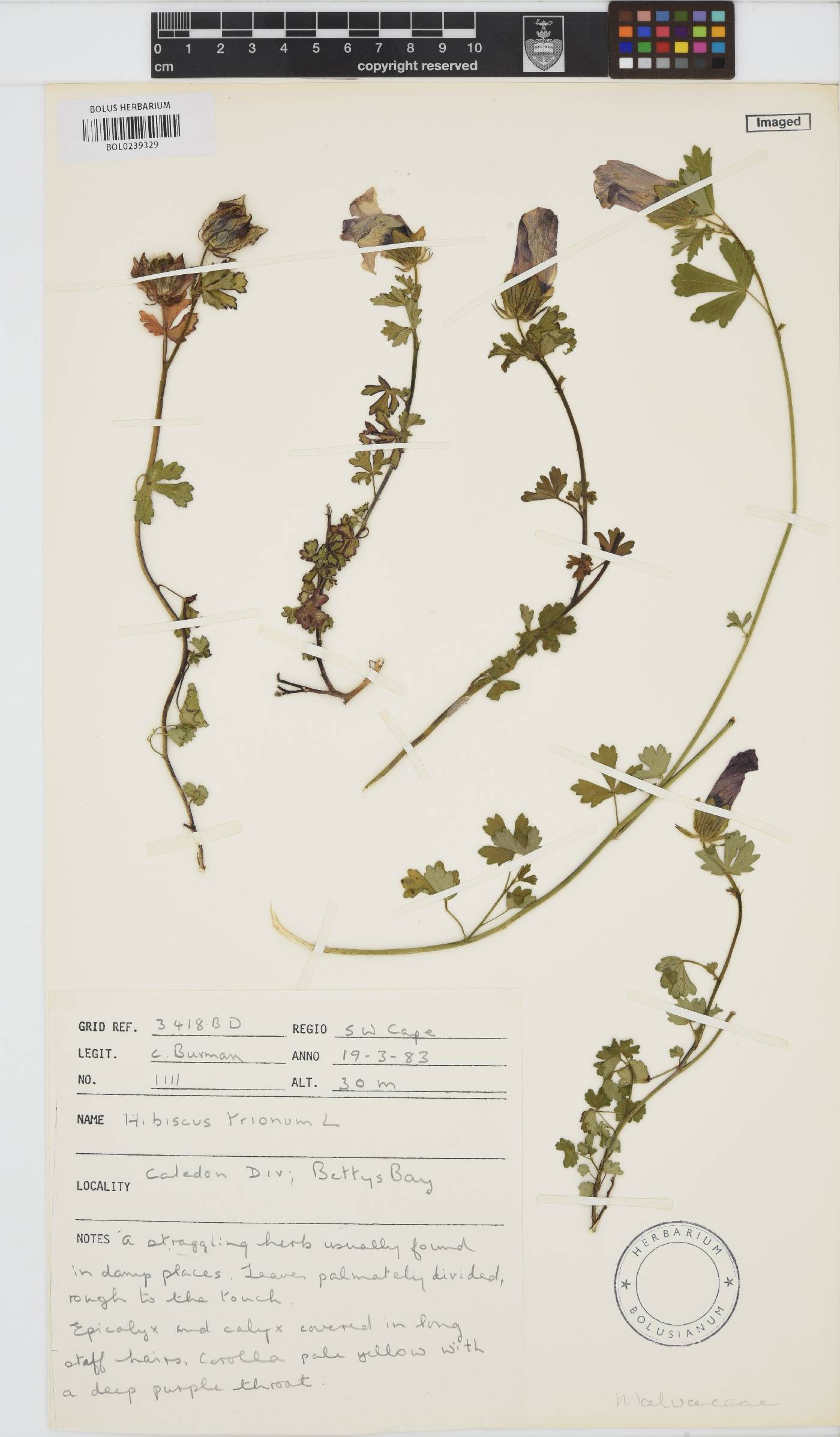 Hibiscus trionum image
