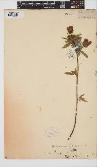 Hibiscus trionum image