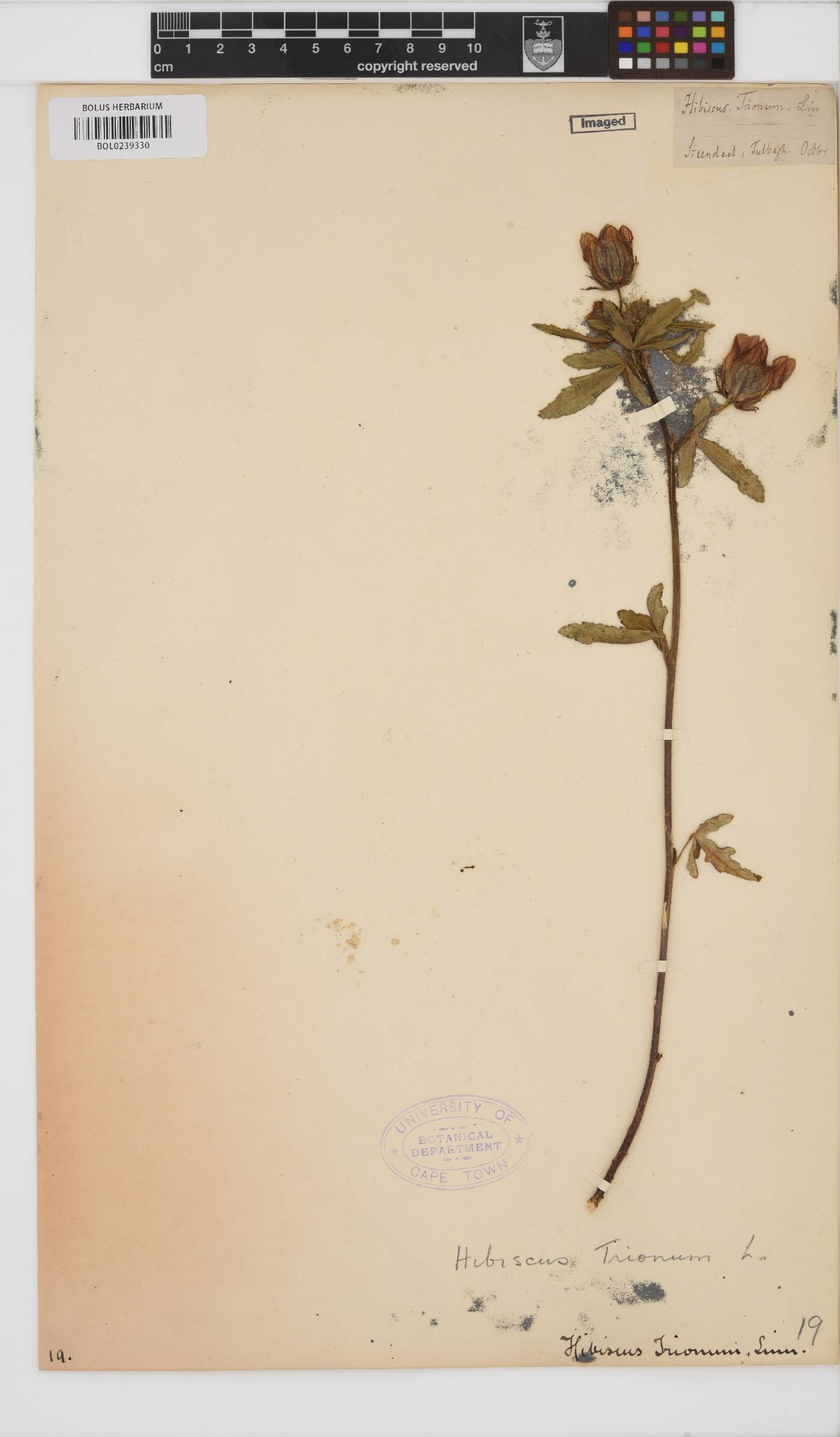 Hibiscus trionum image
