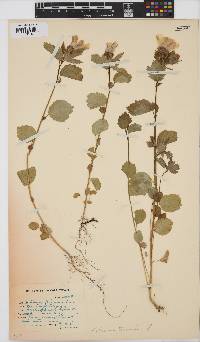 Hibiscus trionum image