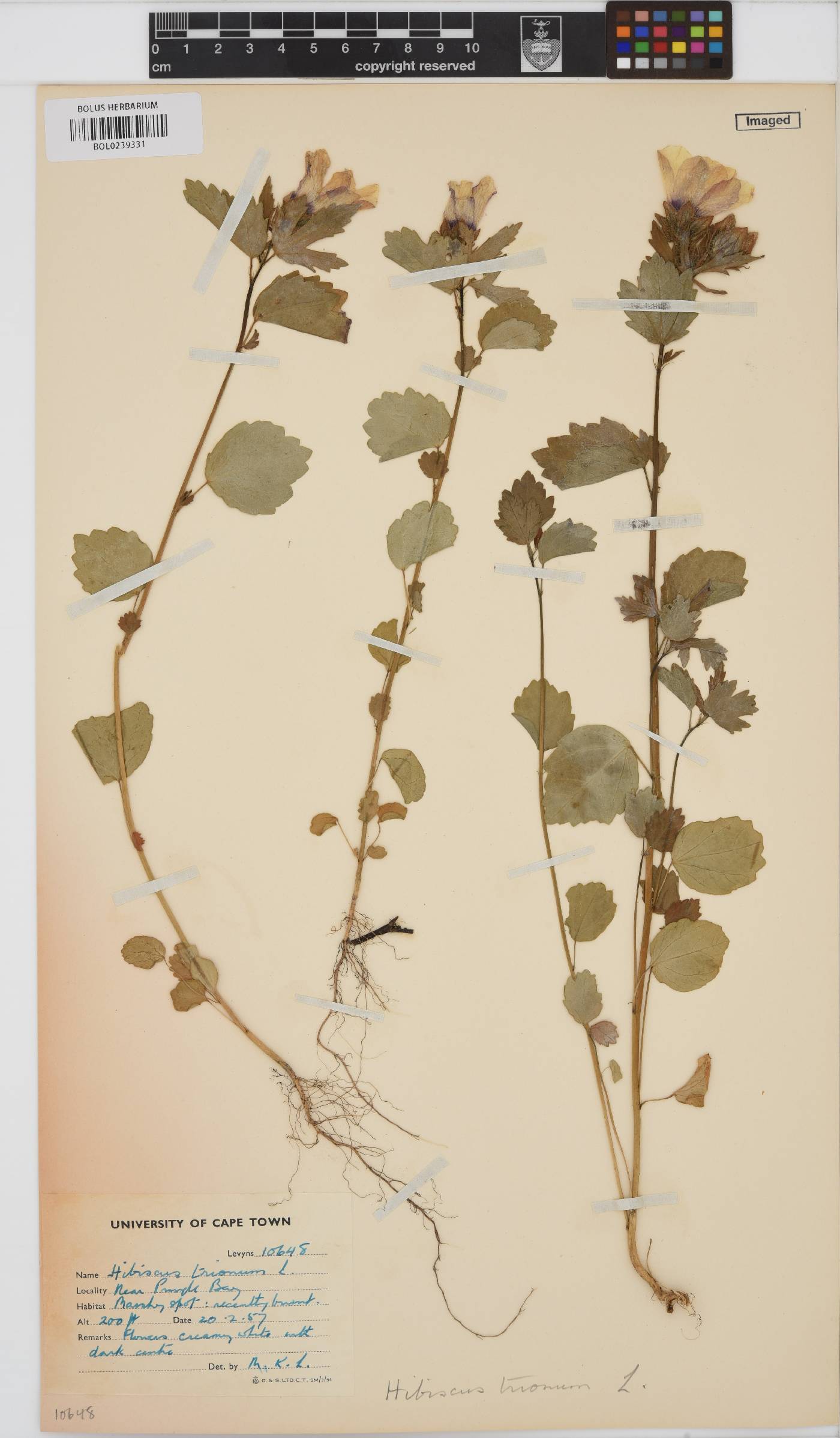 Hibiscus trionum image