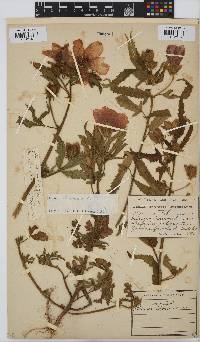 Hibiscus trionum image