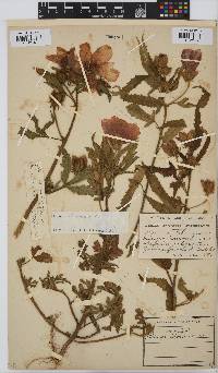 Hibiscus trionum image