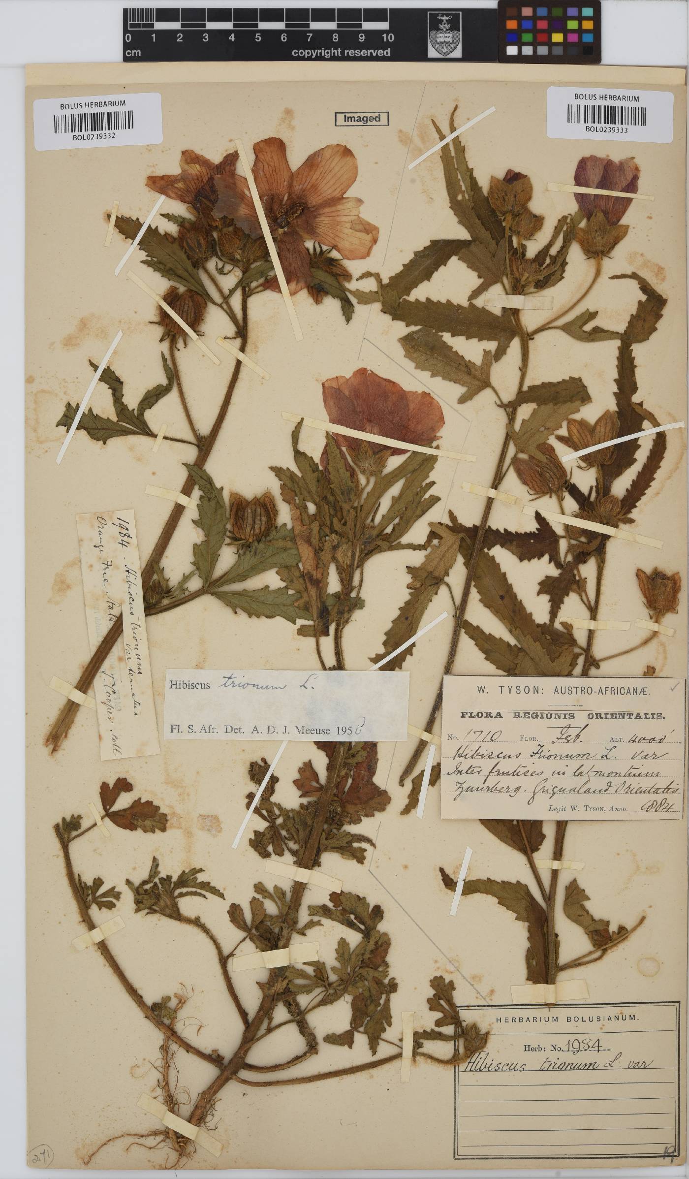 Hibiscus trionum image