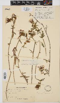 Hibiscus trionum image