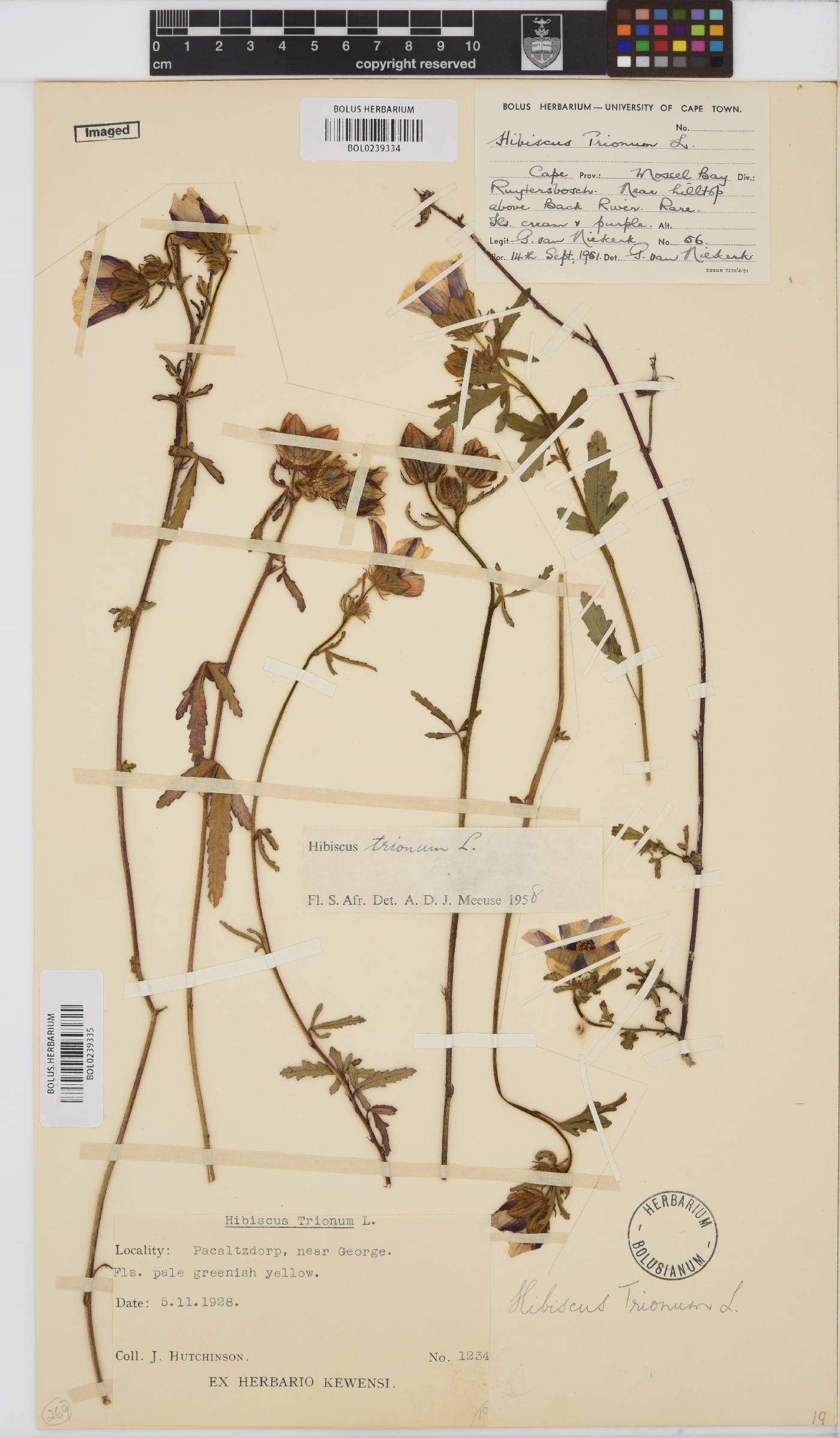 Hibiscus trionum image