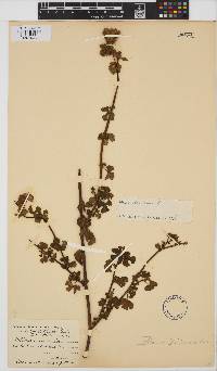 Hibiscus trionum image