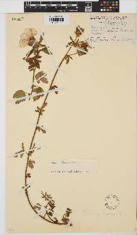 Hibiscus trionum image