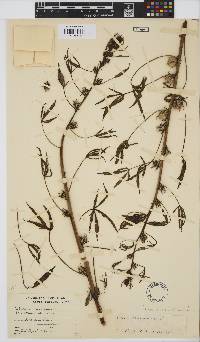 Hibiscus cannabinus image