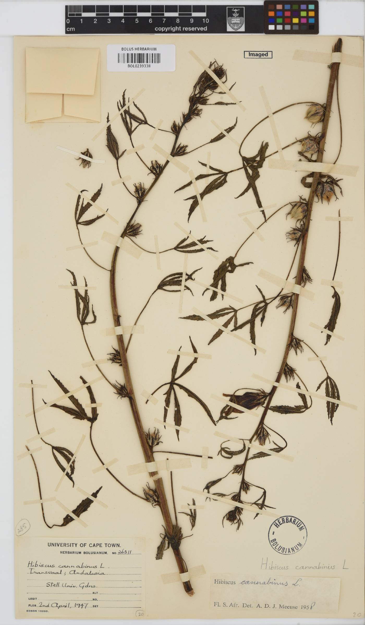 Hibiscus cannabinus image