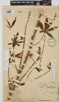 Hibiscus cannabinus image