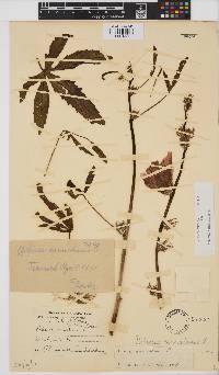 Hibiscus cannabinus image