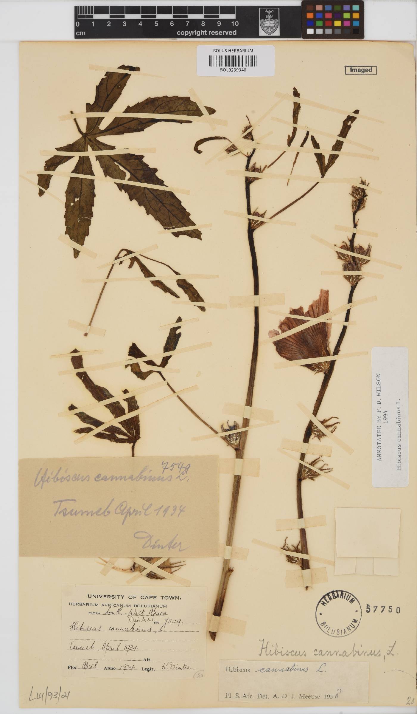 Hibiscus cannabinus image