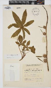 Hibiscus cannabinus image