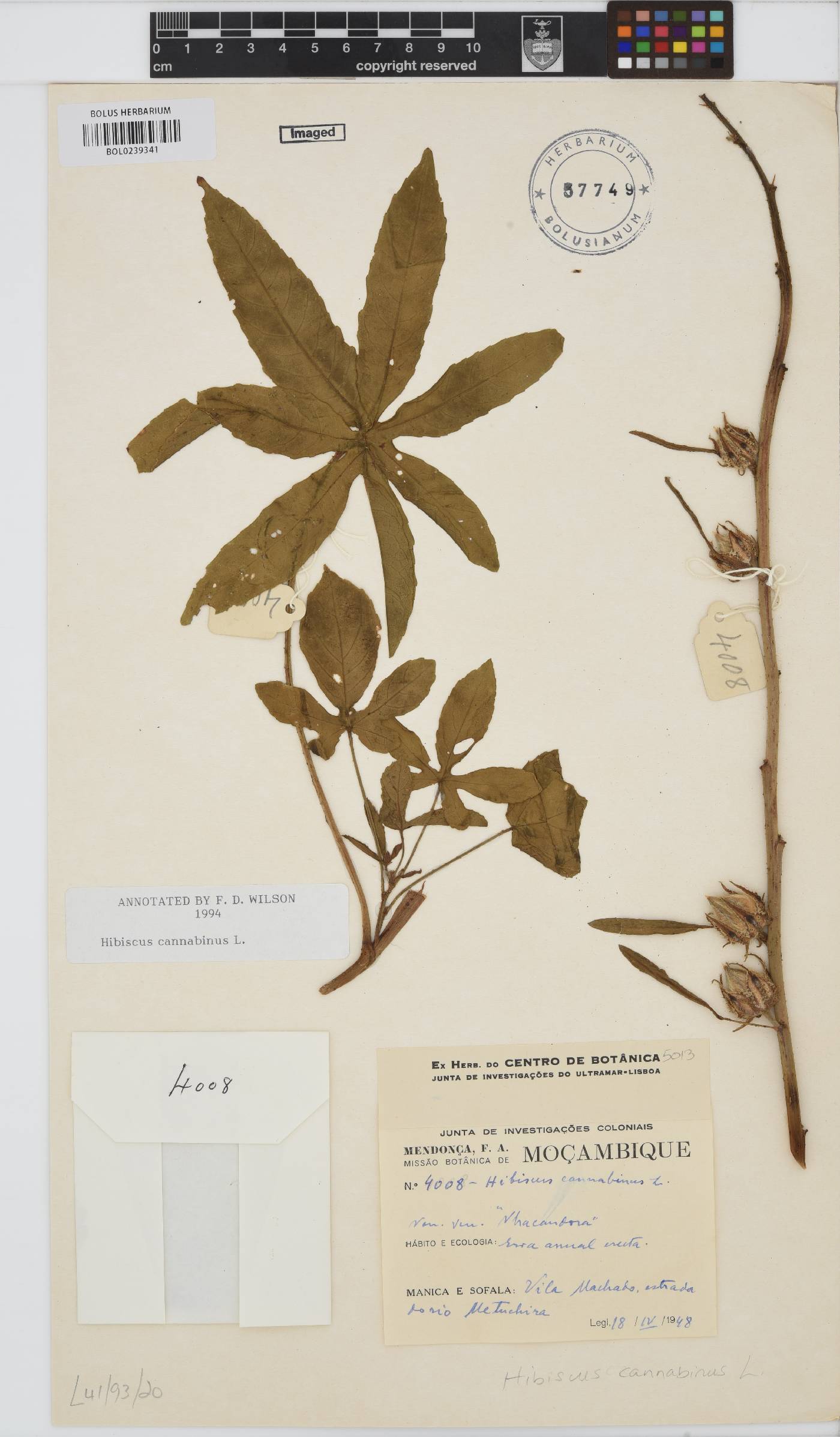Hibiscus cannabinus image