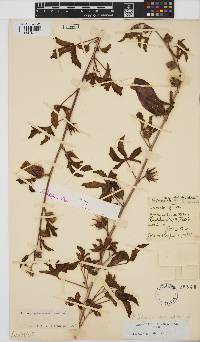 Hibiscus cannabinus image