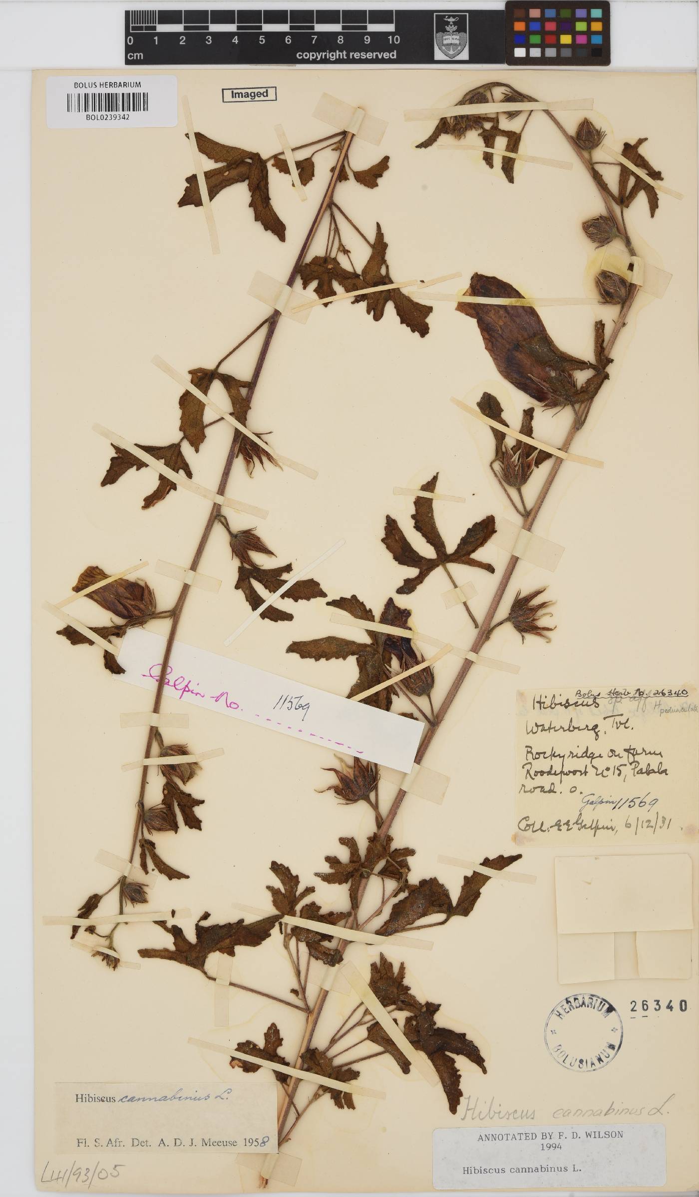 Hibiscus cannabinus image