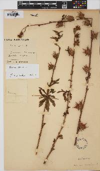 Hibiscus cannabinus image