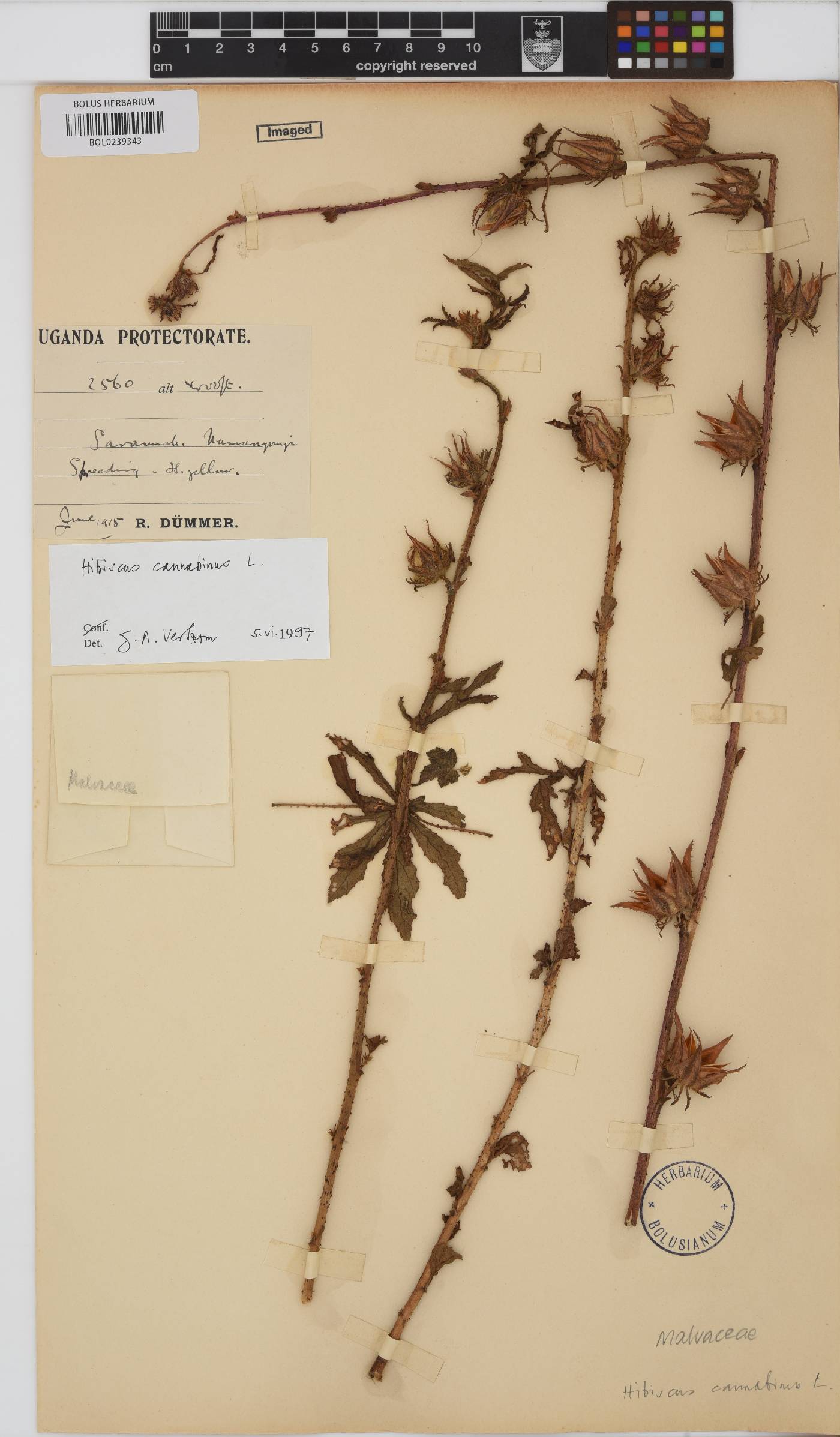 Hibiscus cannabinus image