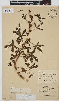 Hibiscus cannabinus image