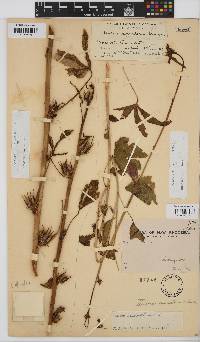 Hibiscus cannabinus image