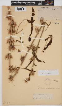 Hibiscus cannabinus image