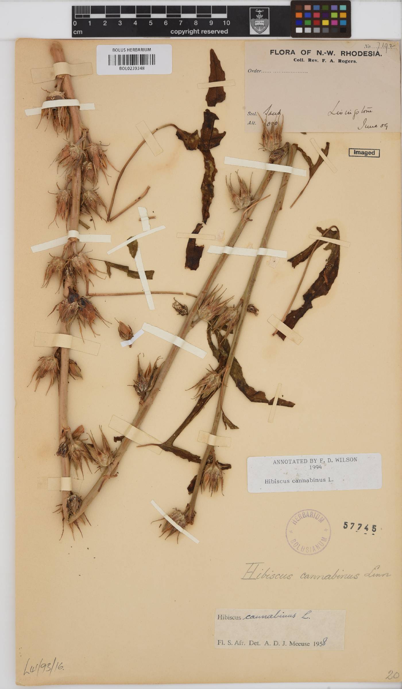 Hibiscus cannabinus image