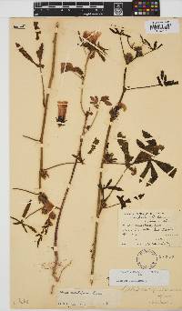 Hibiscus cannabinus image