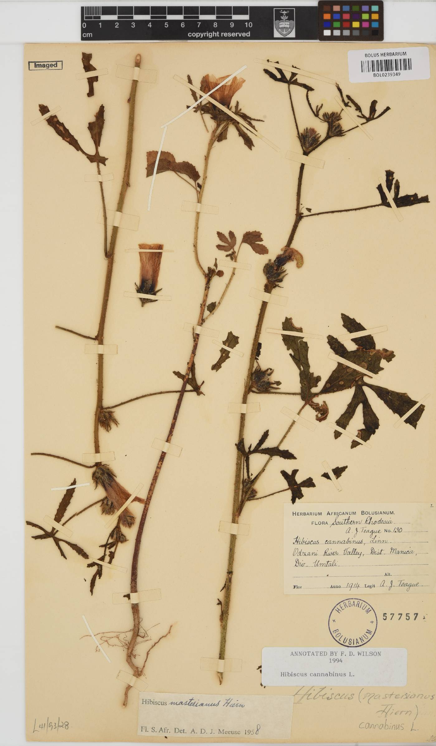 Hibiscus cannabinus image