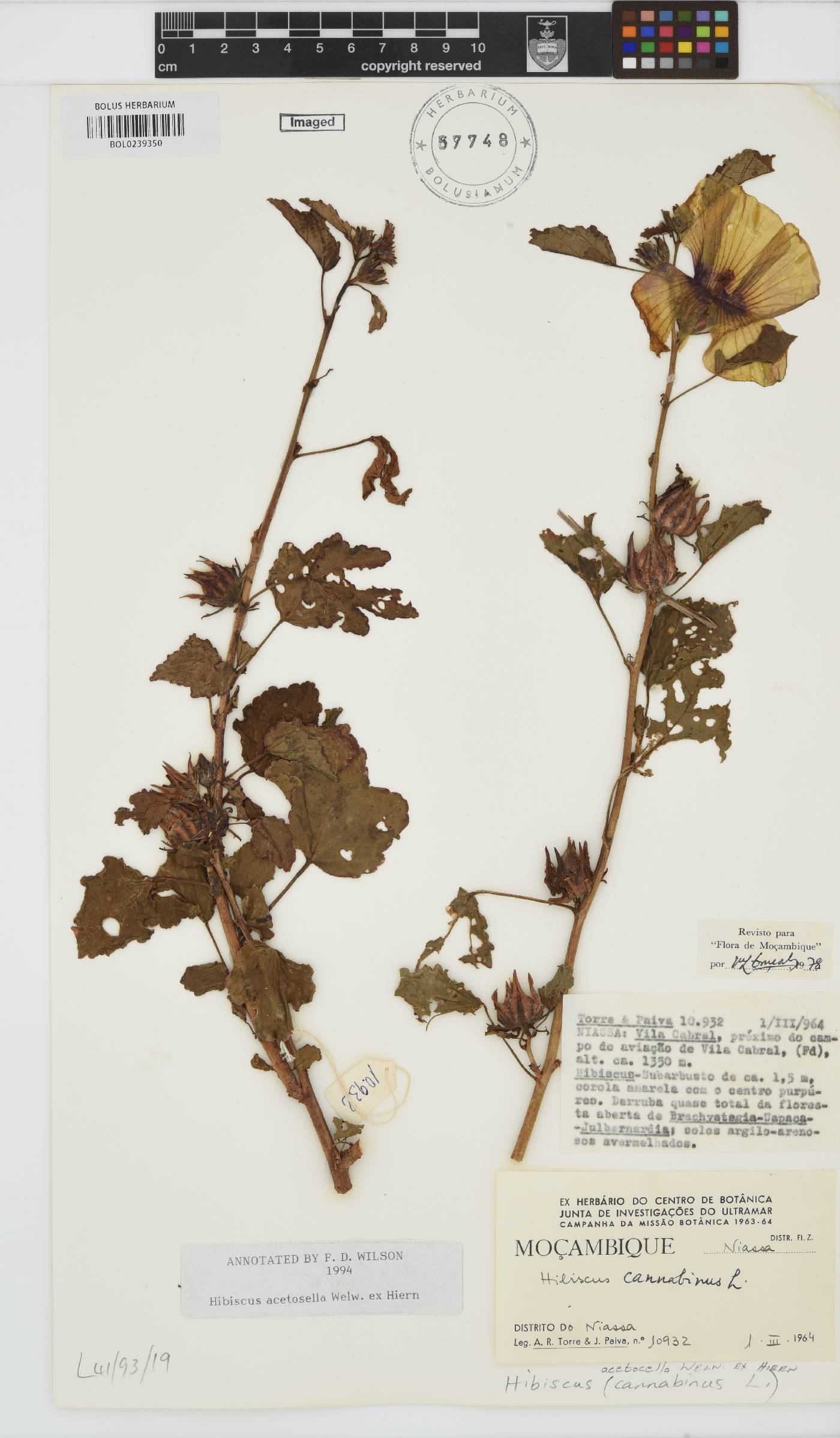 Hibiscus acetosella image