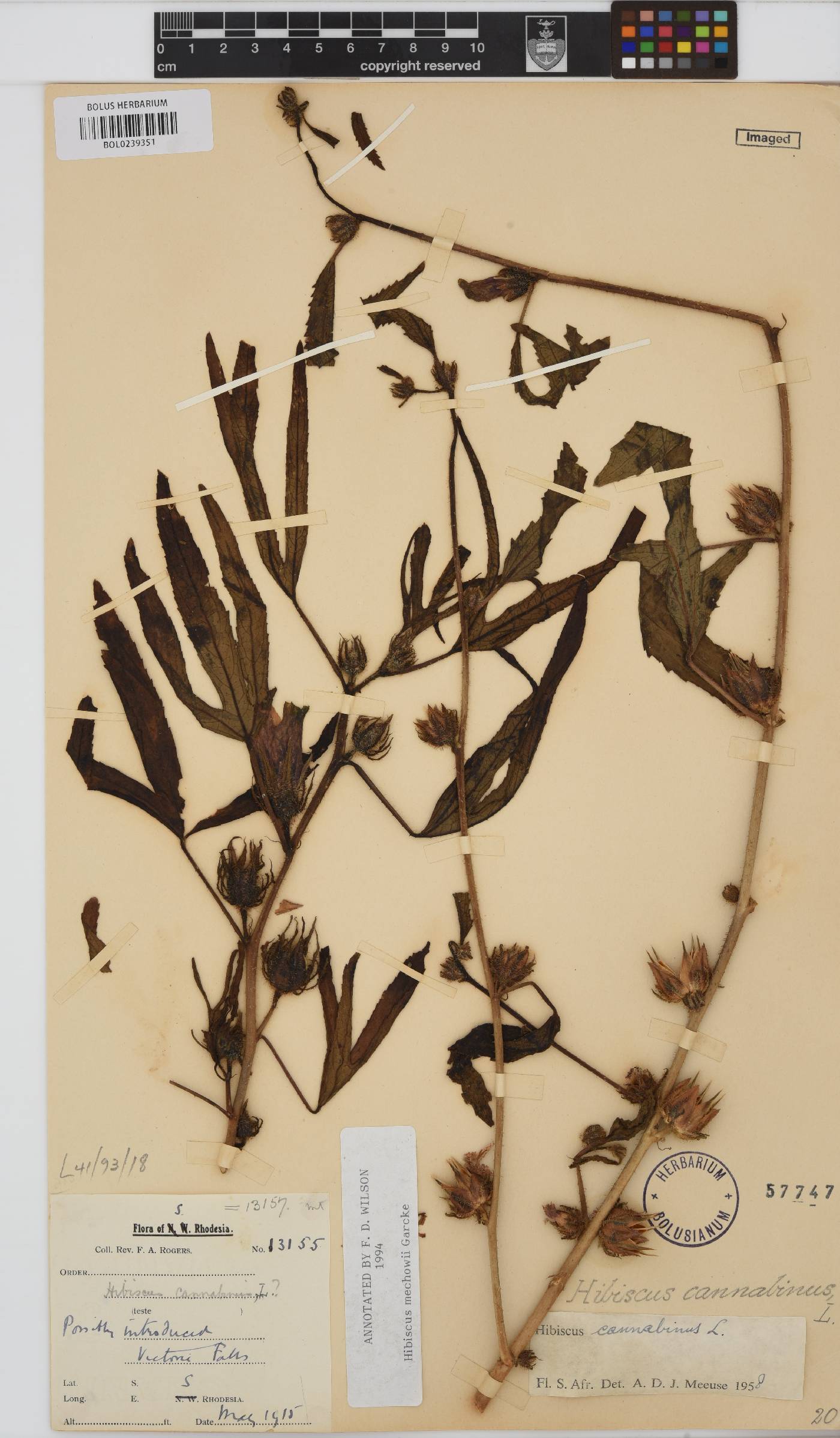 Hibiscus mechowii image