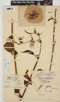 Hibiscus cannabinus image