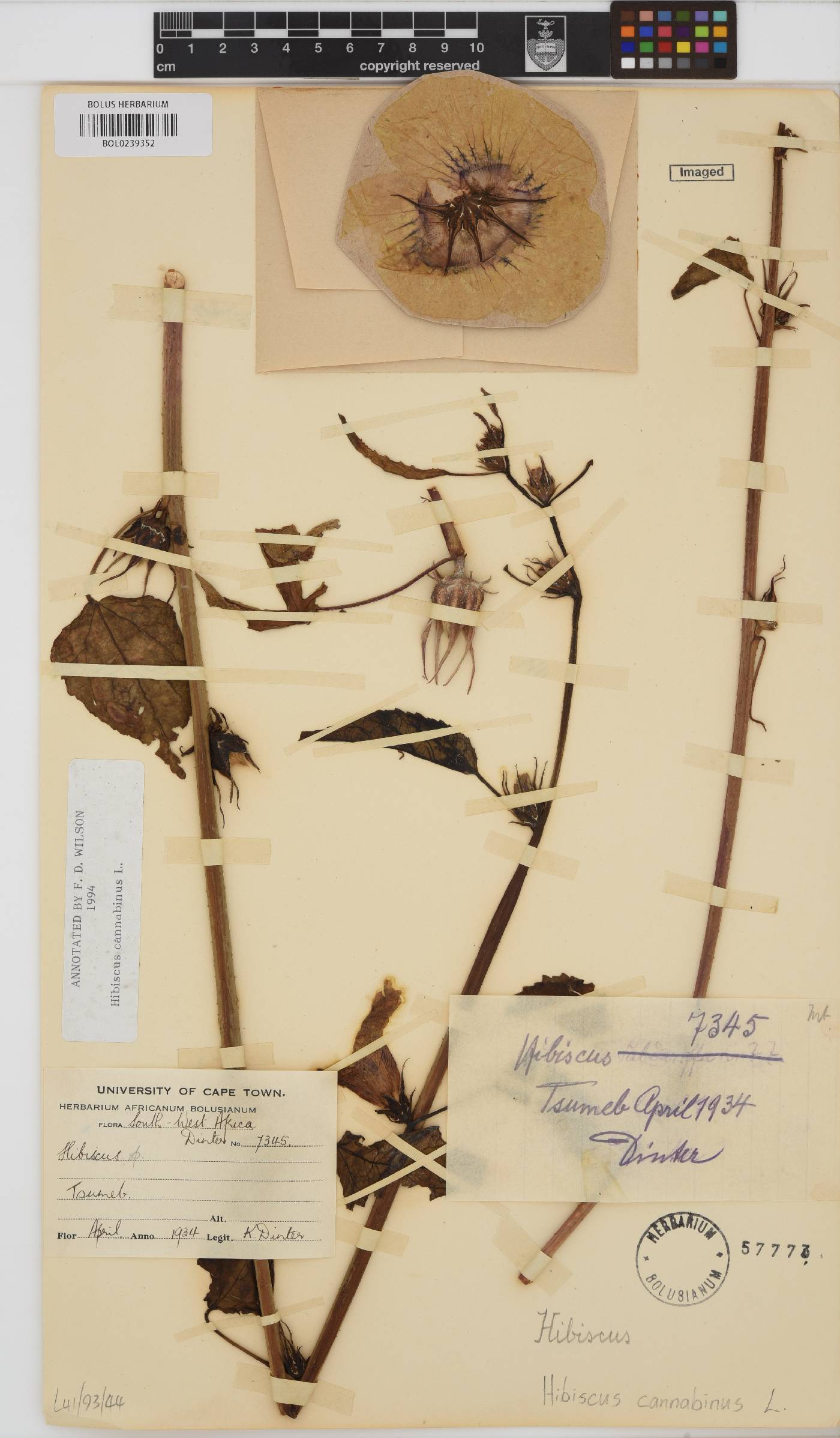 Hibiscus cannabinus image