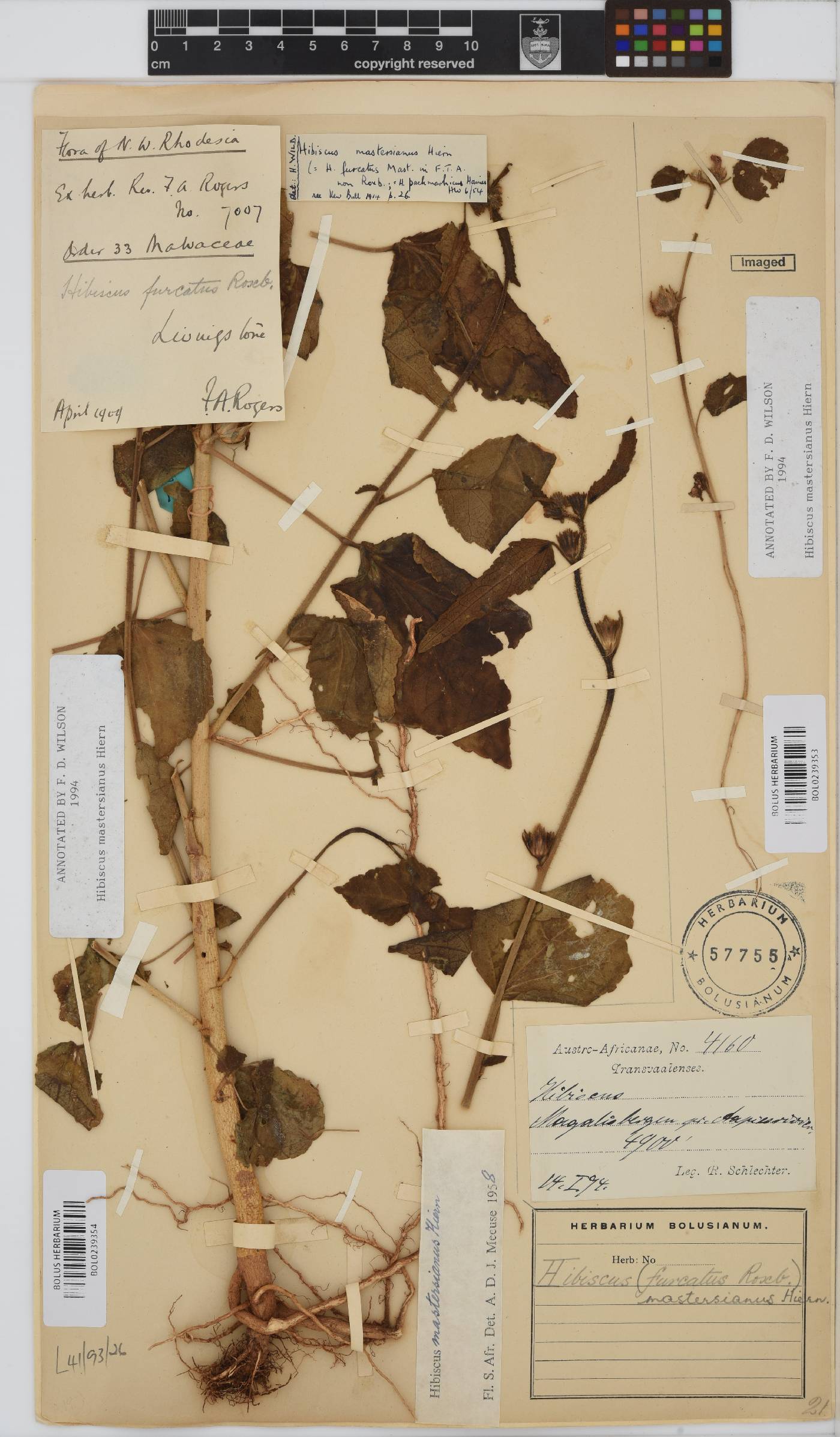 Hibiscus mastersianus image