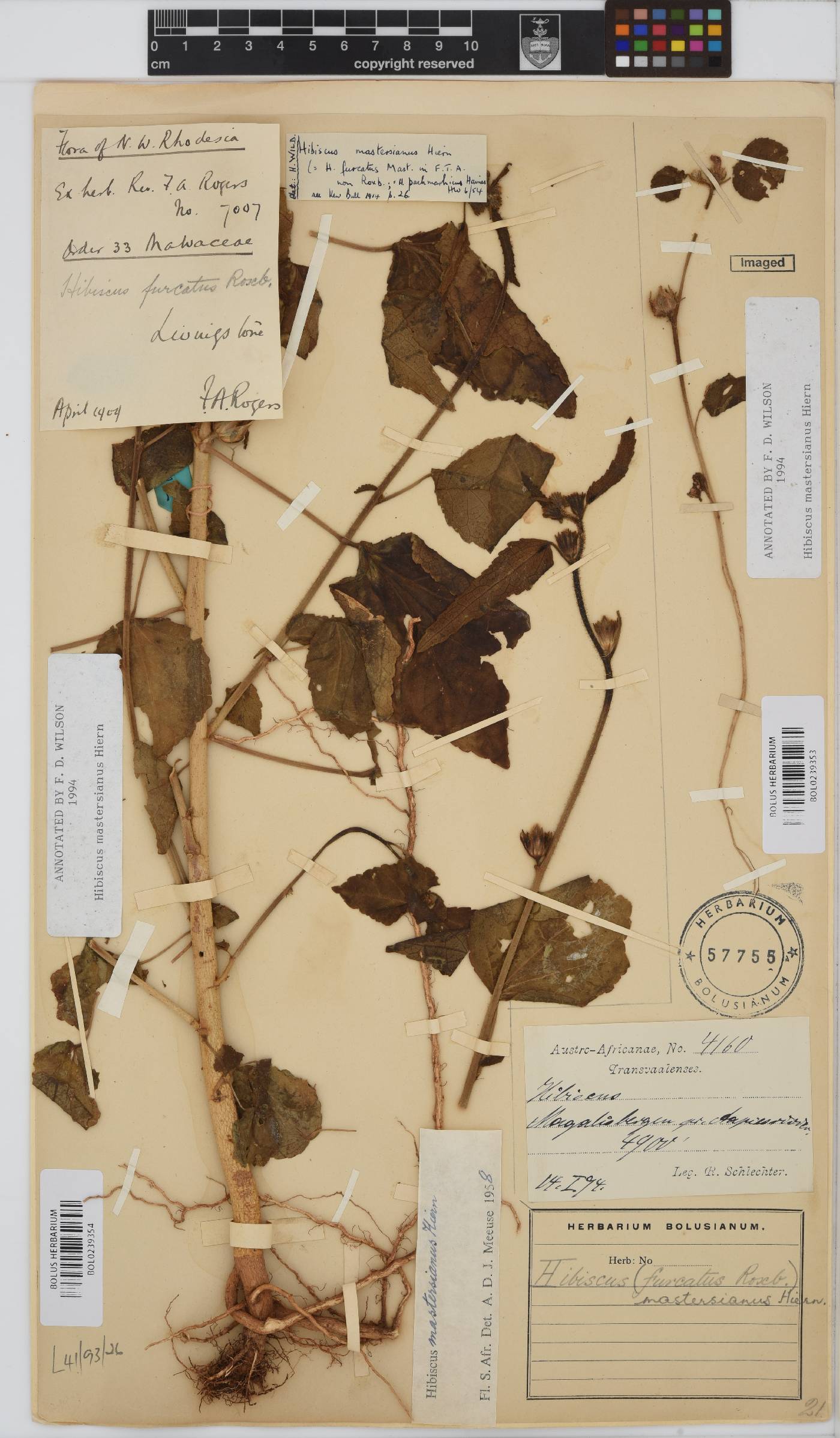 Hibiscus mastersianus image