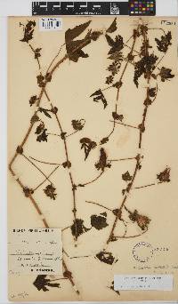 Hibiscus surattensis image