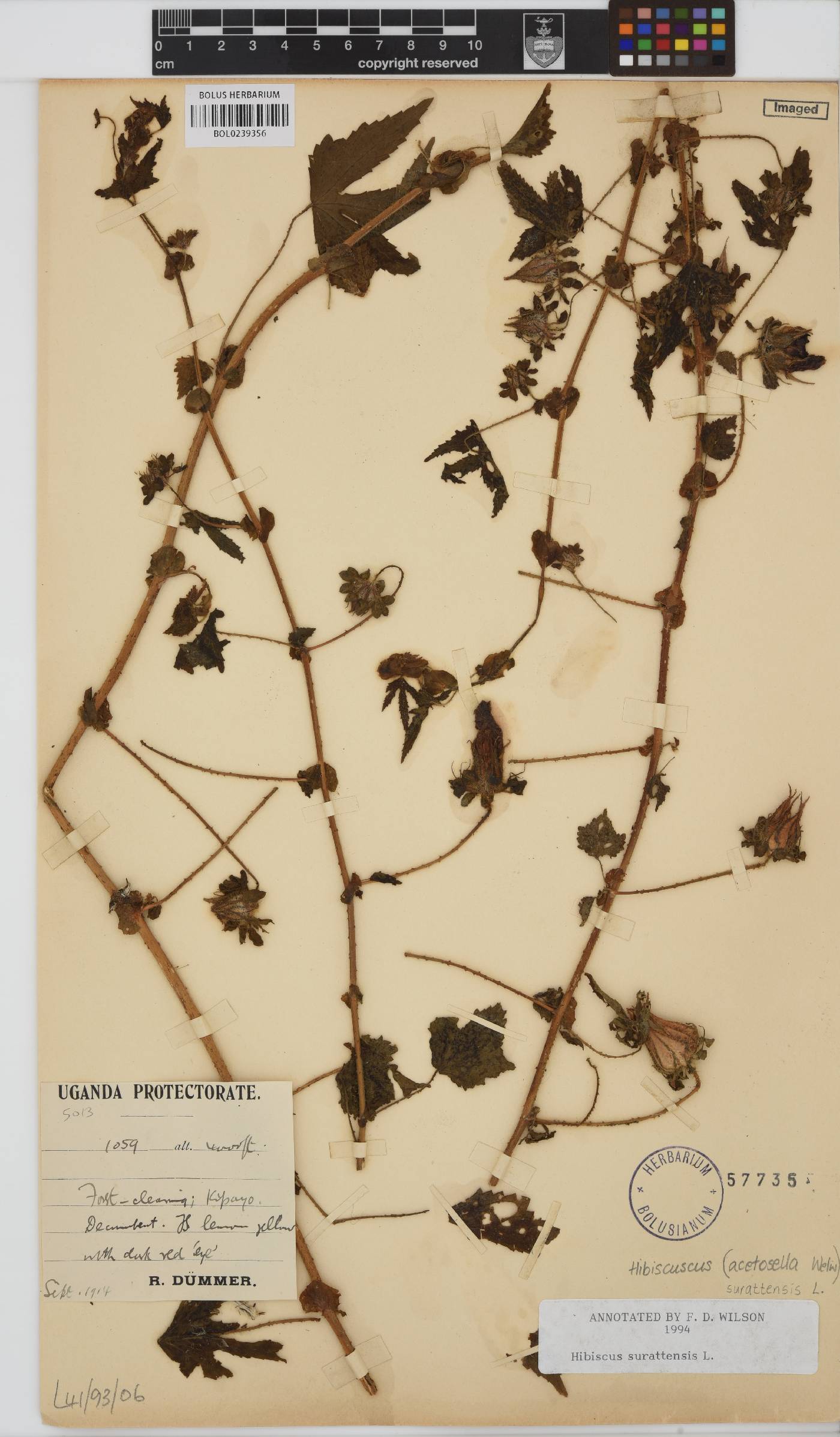Hibiscus surattensis image