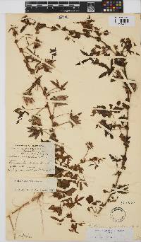 Hibiscus surattensis image
