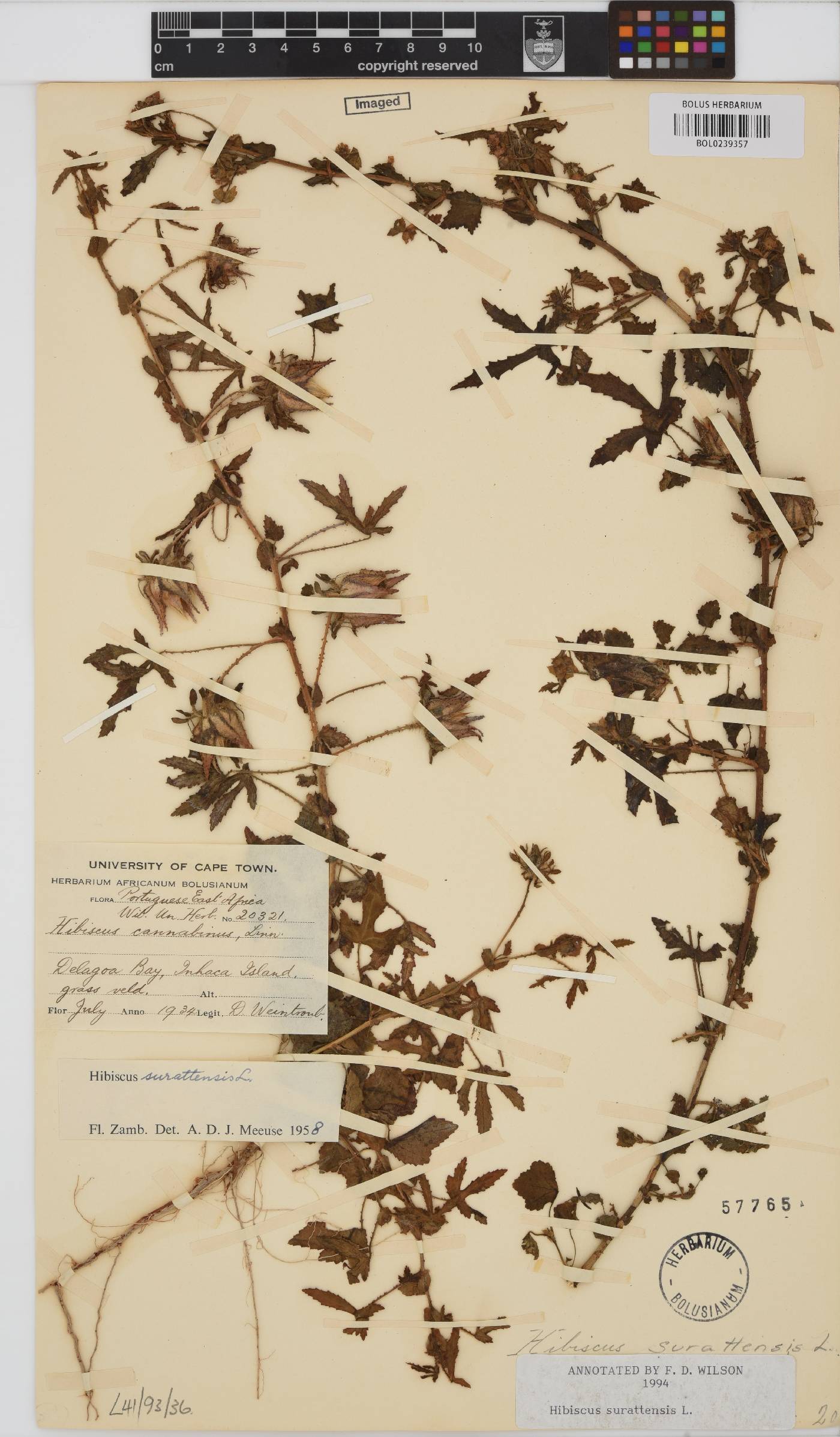 Hibiscus surattensis image