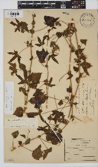 Hibiscus surattensis image