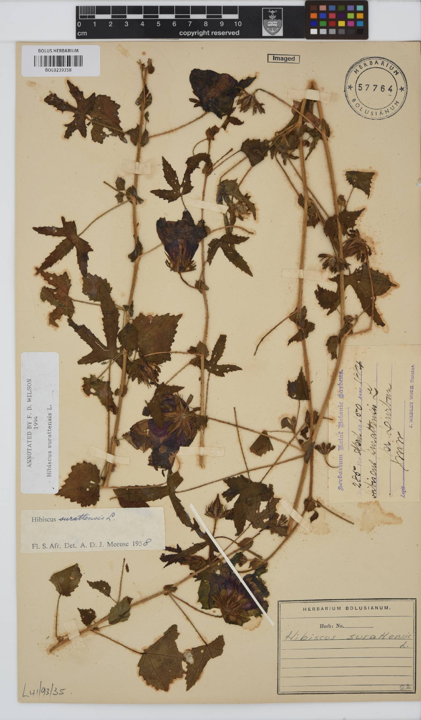 Hibiscus surattensis image
