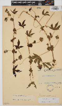 Hibiscus surattensis image