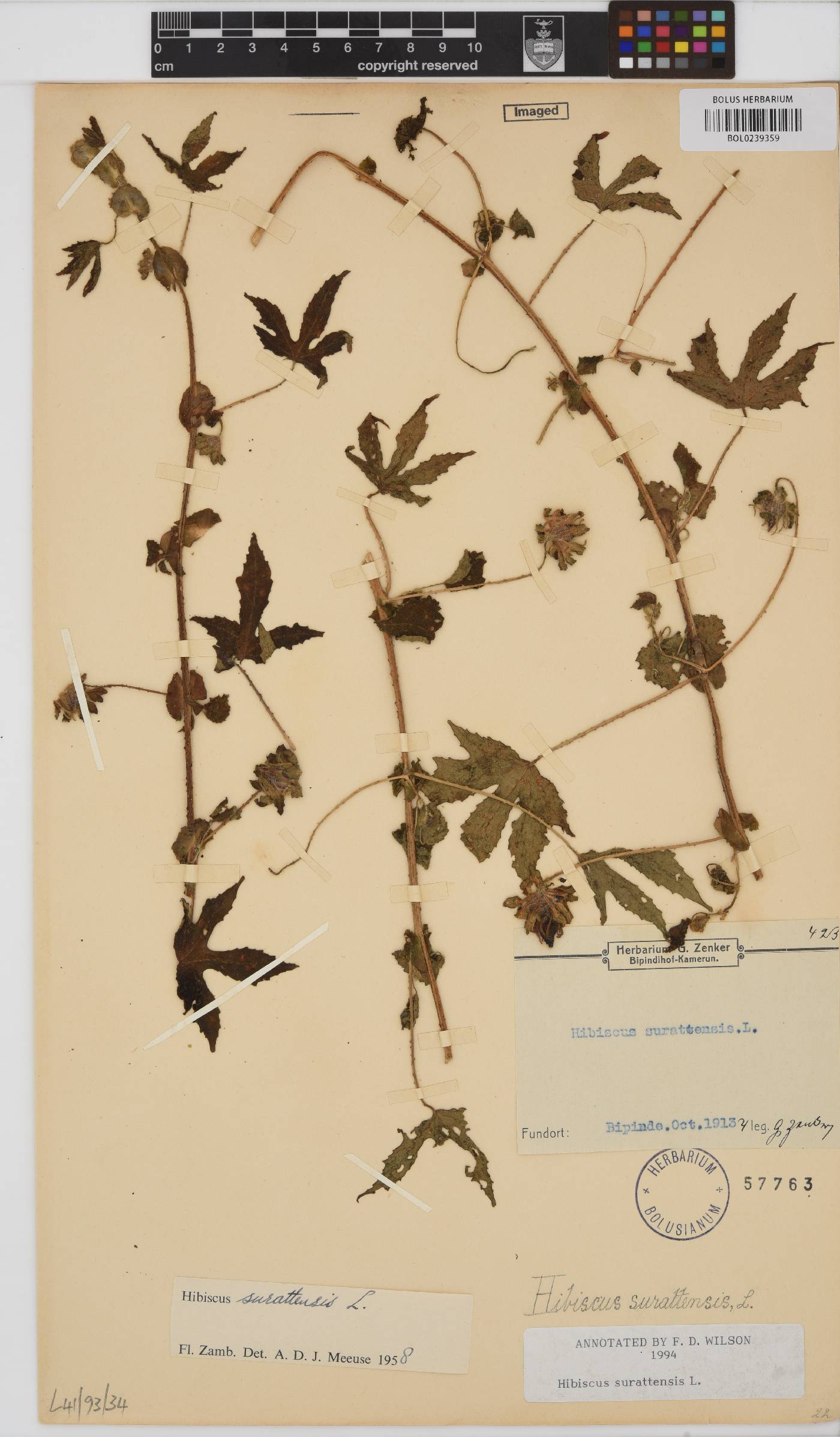 Hibiscus surattensis image