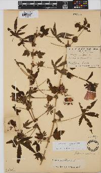 Hibiscus surattensis image