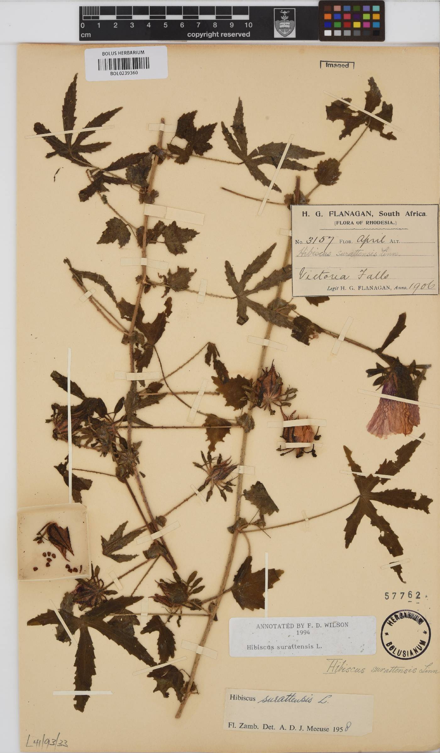 Hibiscus surattensis image