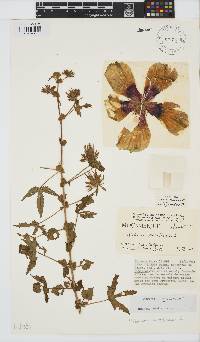 Hibiscus surattensis image